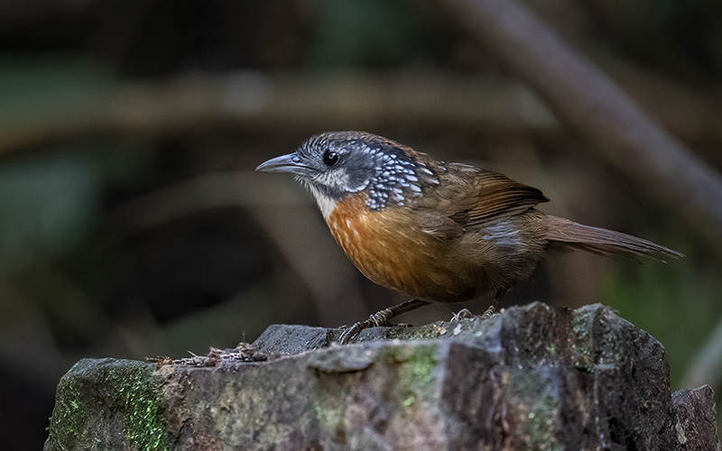 Spot-necked Babbler (Stachyris strialata) at Phia Oac-Phia Den Bird Hides - Northern Vietnam. Photo by: Bui Duc Tien - Vietnam Bird Photography Tours - Vietbirdphototours.com